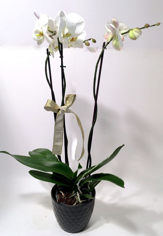 XL-orhidee potis